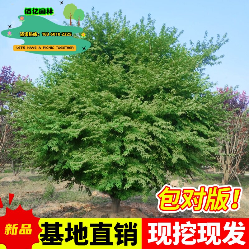 耐寒绿化风景树彩叶植物图片
