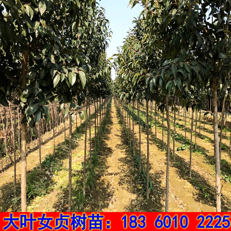 绿化树苗 大叶女贞树苗 大叶女贞小苗 占地拆迁苗 四季常青