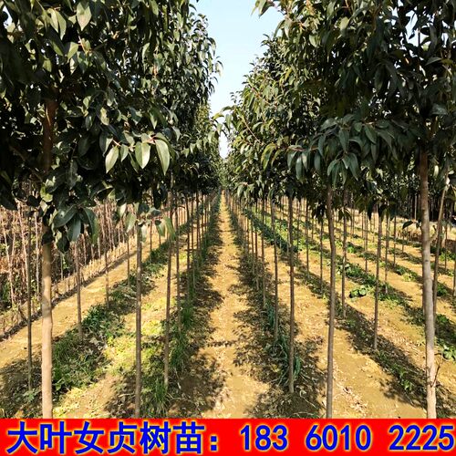绿化树苗大叶女贞小苗占地拆迁