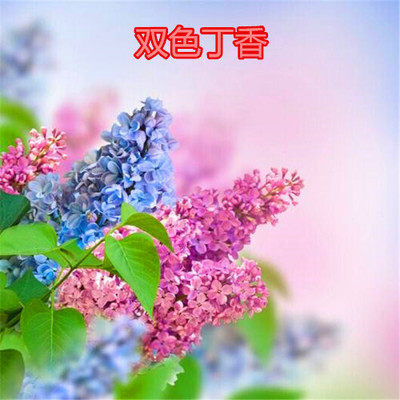 丁香花树苗浓香花卉苗紫丁香花苗丁香苗树苗庭院阳台盆栽开花绿植
