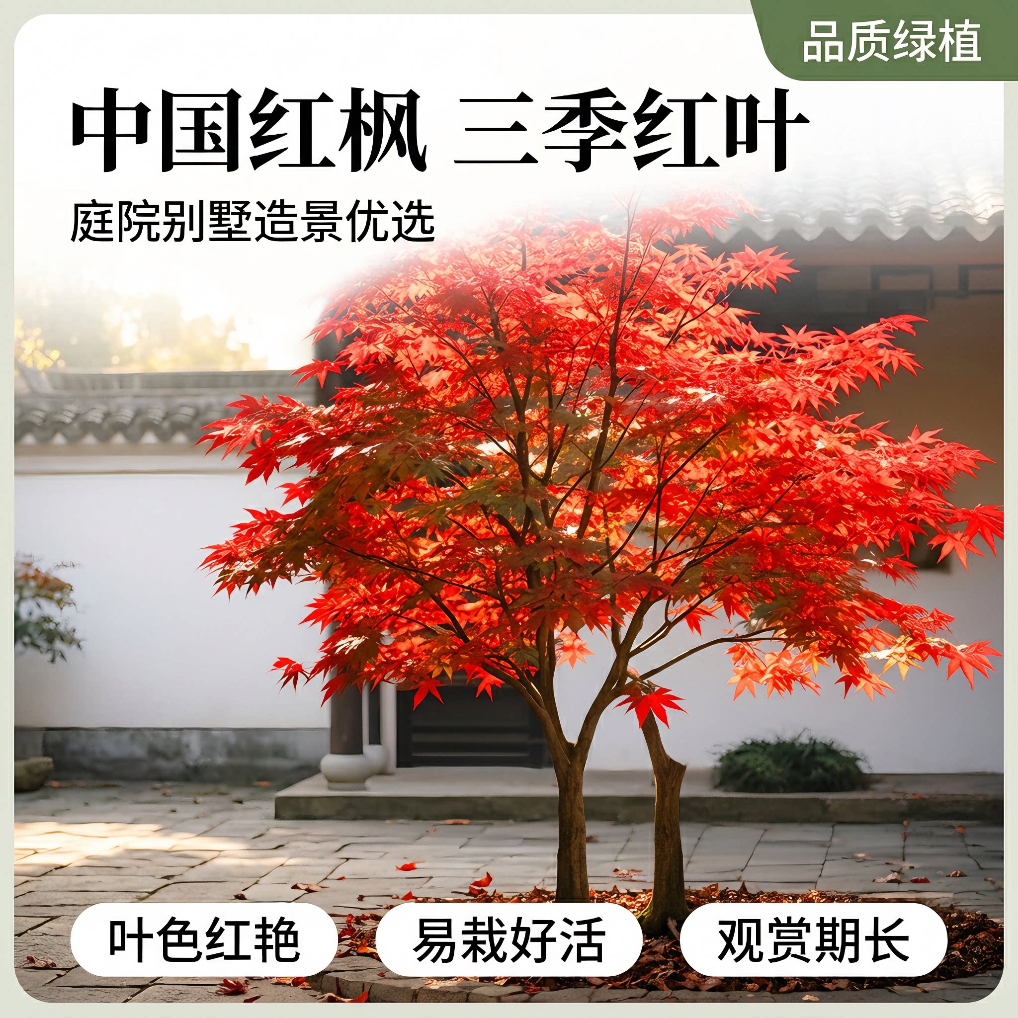 日本红枫树苗红舞姬室外耐寒枫树