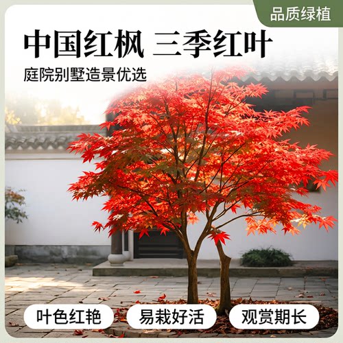 日本红枫树苗红舞姬室外耐寒枫树盆景盆栽庭院绿化植物风景树植物
