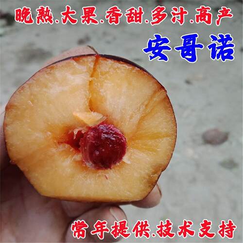 离核大果晚熟安哥诺李子苗