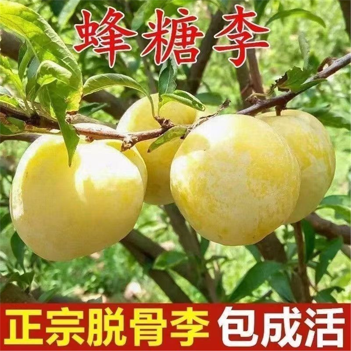 正宗嫁接蜂糖李子树苗李子大苗特大果盆栽地栽南北方种植当年结果