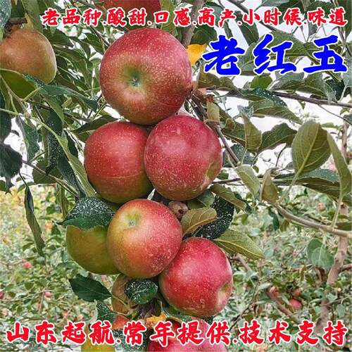 东北老品种耐寒酸甜红玉苹