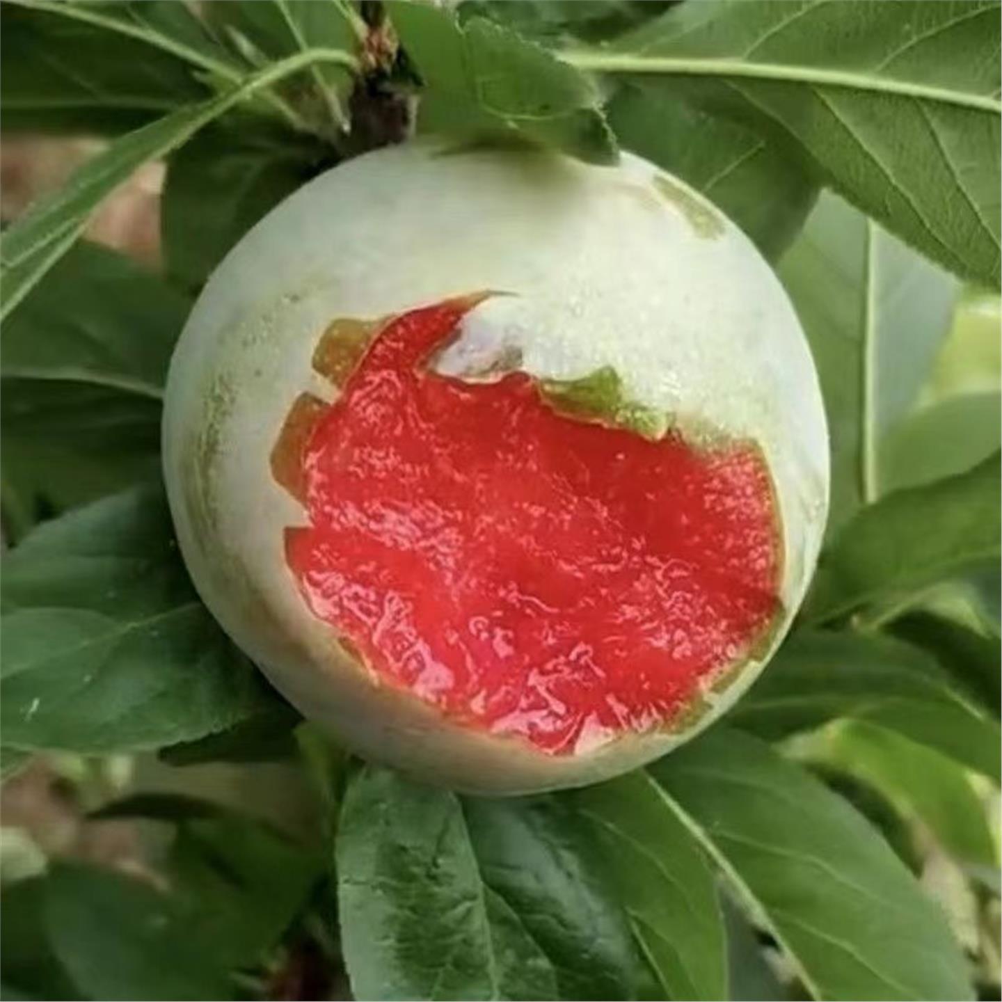 新品种果树苗特大青皮红心