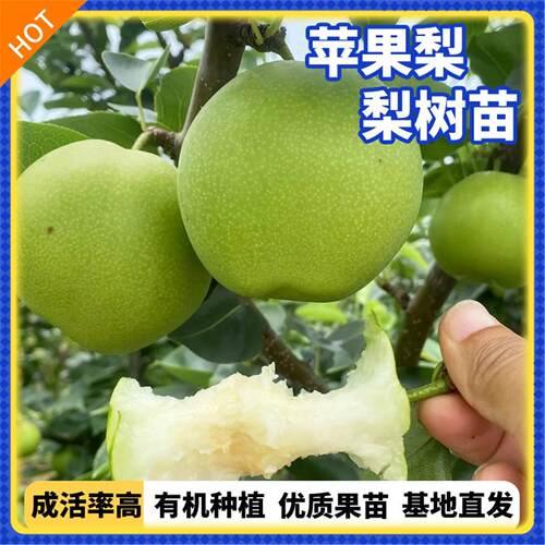 梨树果苗嫁接苹晚熟盆栽地