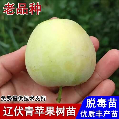 嫁接辽伏青苹果树苗老品种