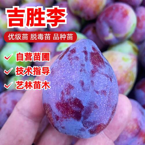 嫁接李子树苗吉胜桃形东北