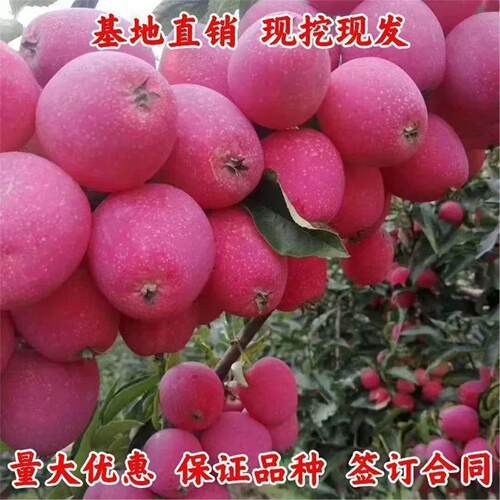 鸡心果树苗东北耐寒苹南方