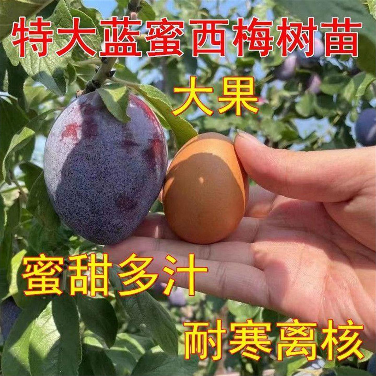 西梅树苗嫁接蓝蜜皇后李子