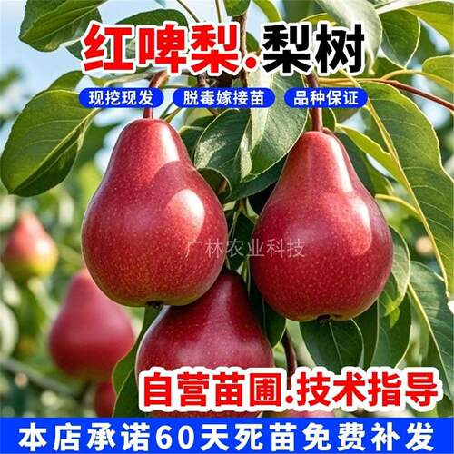 7月熟嫁接新品种红啤梨树