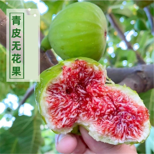 正宗威海青皮无花果树苗糖