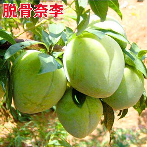 新品种脱骨青奈李子树苗嫁