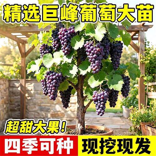 巨峰葡萄树苗正宗爬藤盆栽