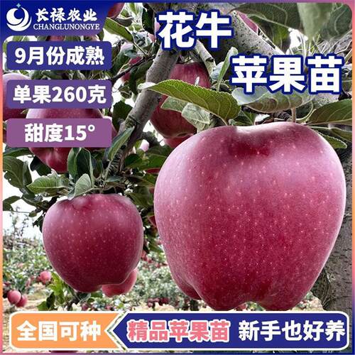 嫁接苹果树苗天水花牛盆栽