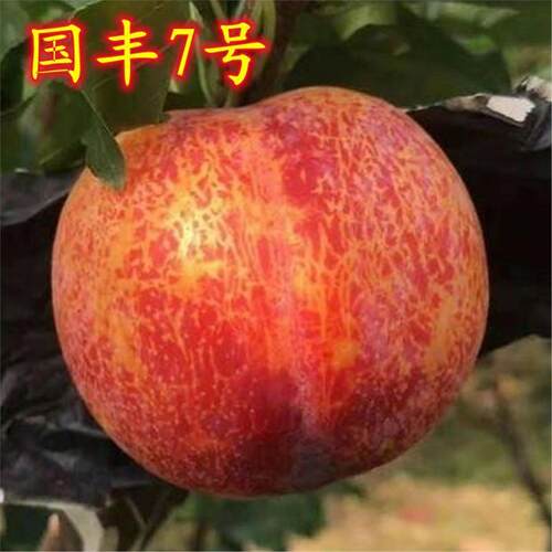 新品种国峰7号李子树苗嫁