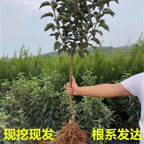 嫁接苹果树苗冰糖心鸡当年