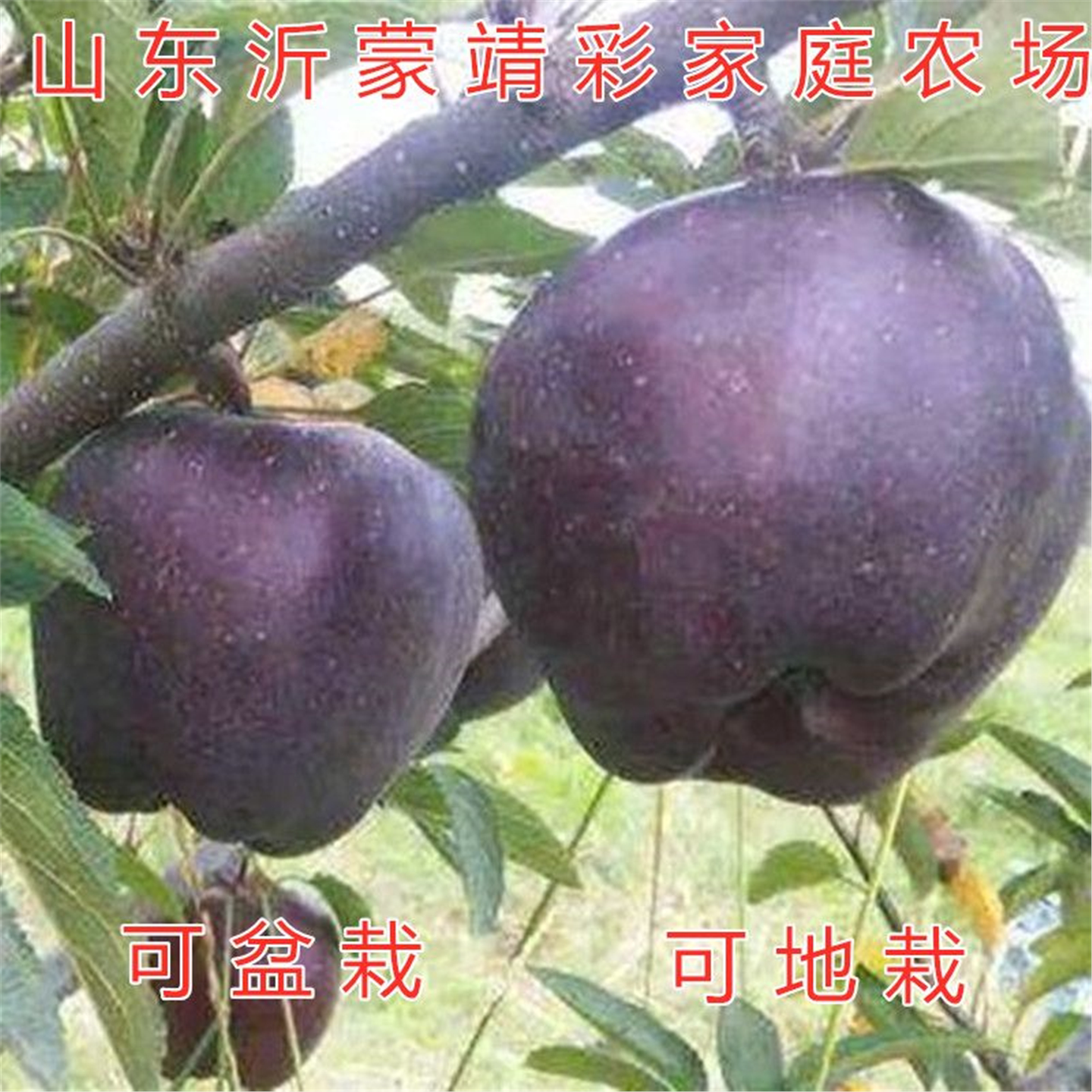 黑钻石苹果苗树嫁接红富士图片