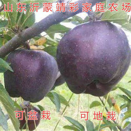 黑钻石苹果苗树嫁接红富士