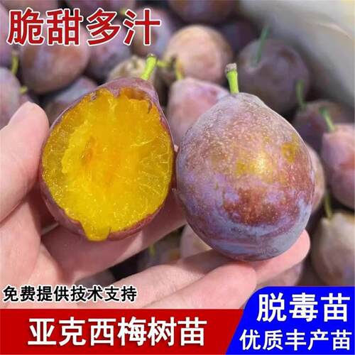 新疆亚克西梅树苗嫁接纯甜
