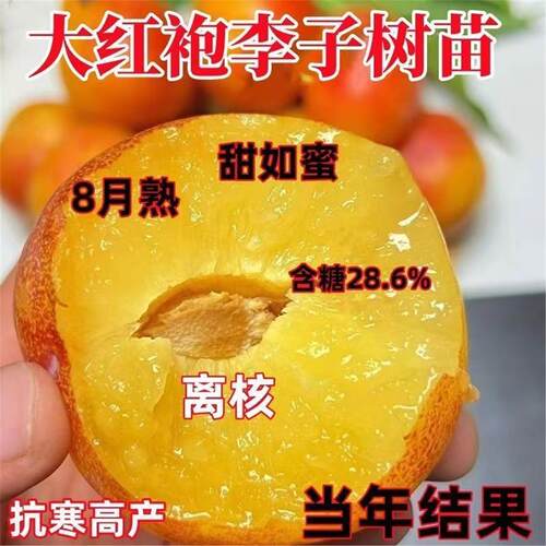 大果李子树苗嫁接红袍耐寒