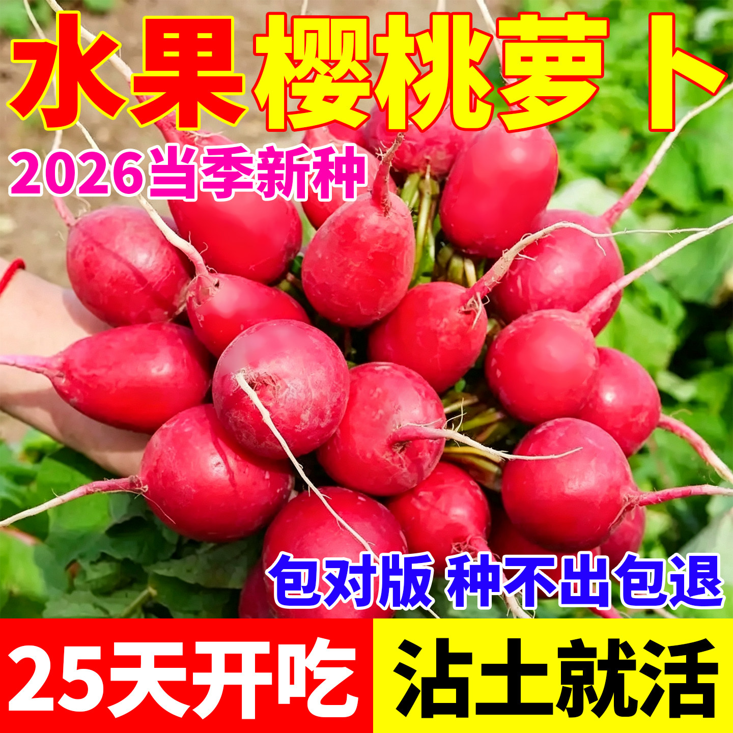 樱桃萝卜种子2026当季新鲜水果萝卜种籽四季阳台盆栽庭院菜园播种