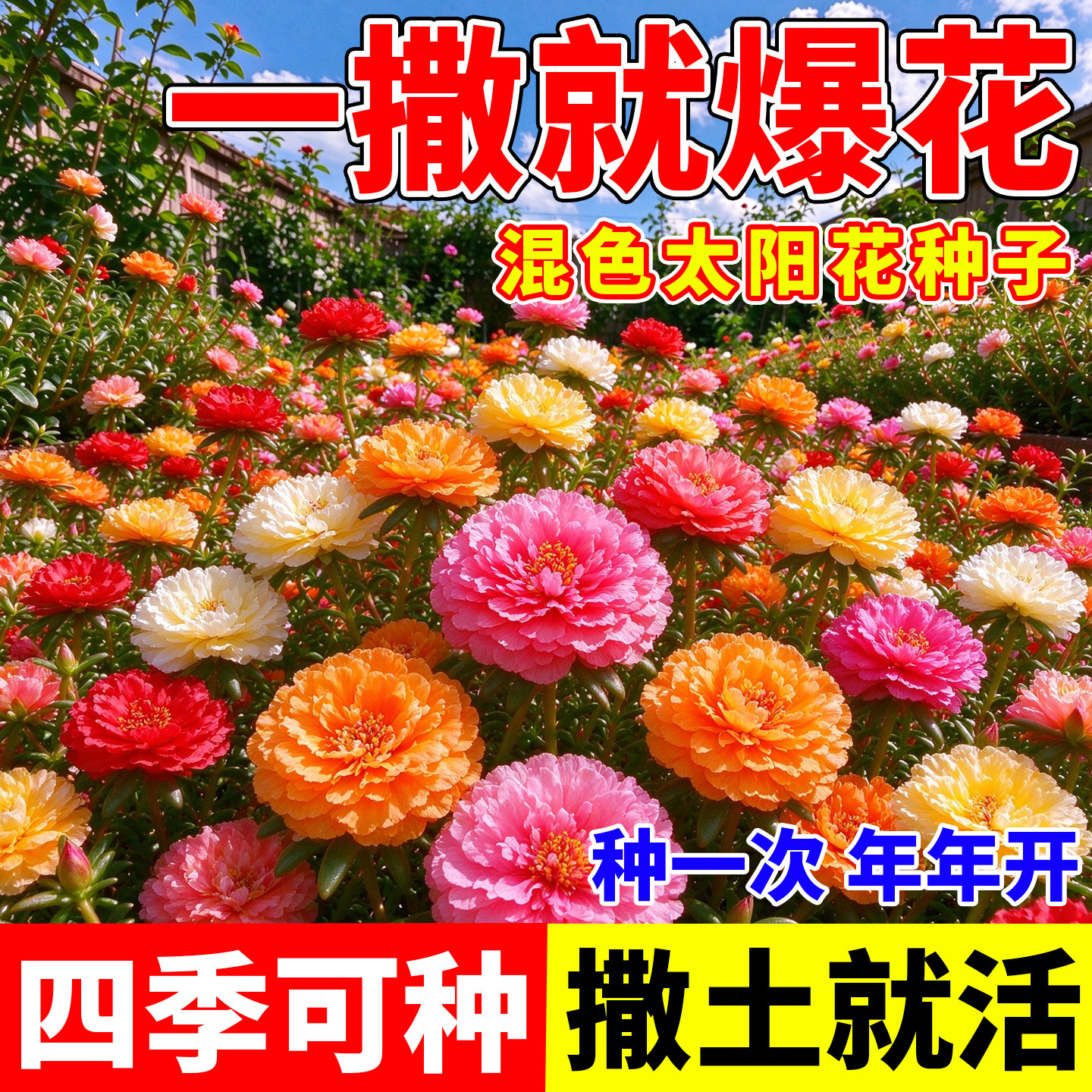 重瓣混色太阳花种子四季可种阳台庭院盆栽花卉种子花种子好种易活