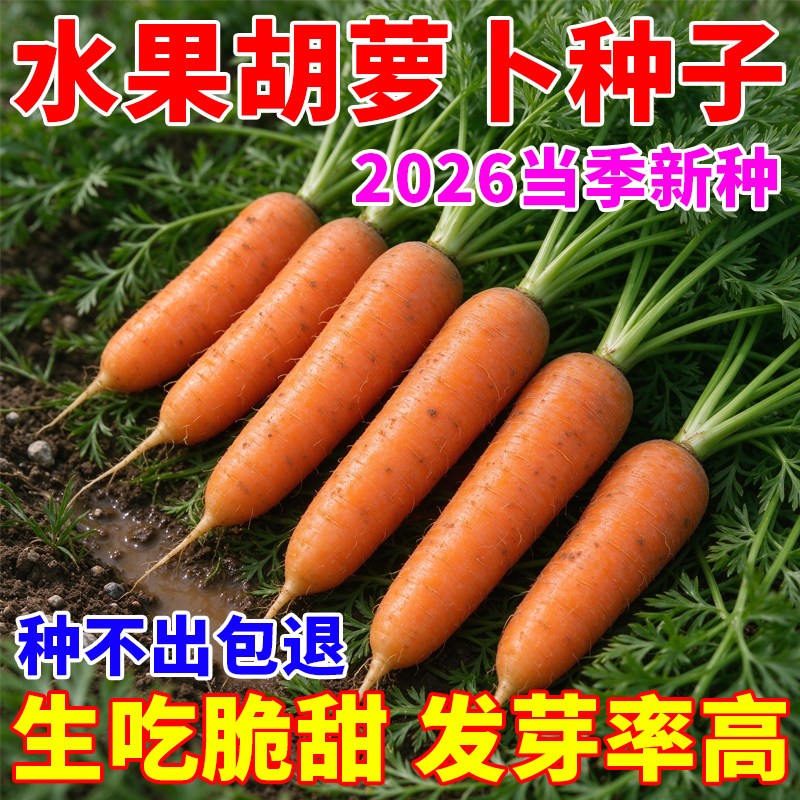 冰糖水果胡萝卜种子农家甜脆水果萝卜种籽阳台庭院盆栽蔬菜种子