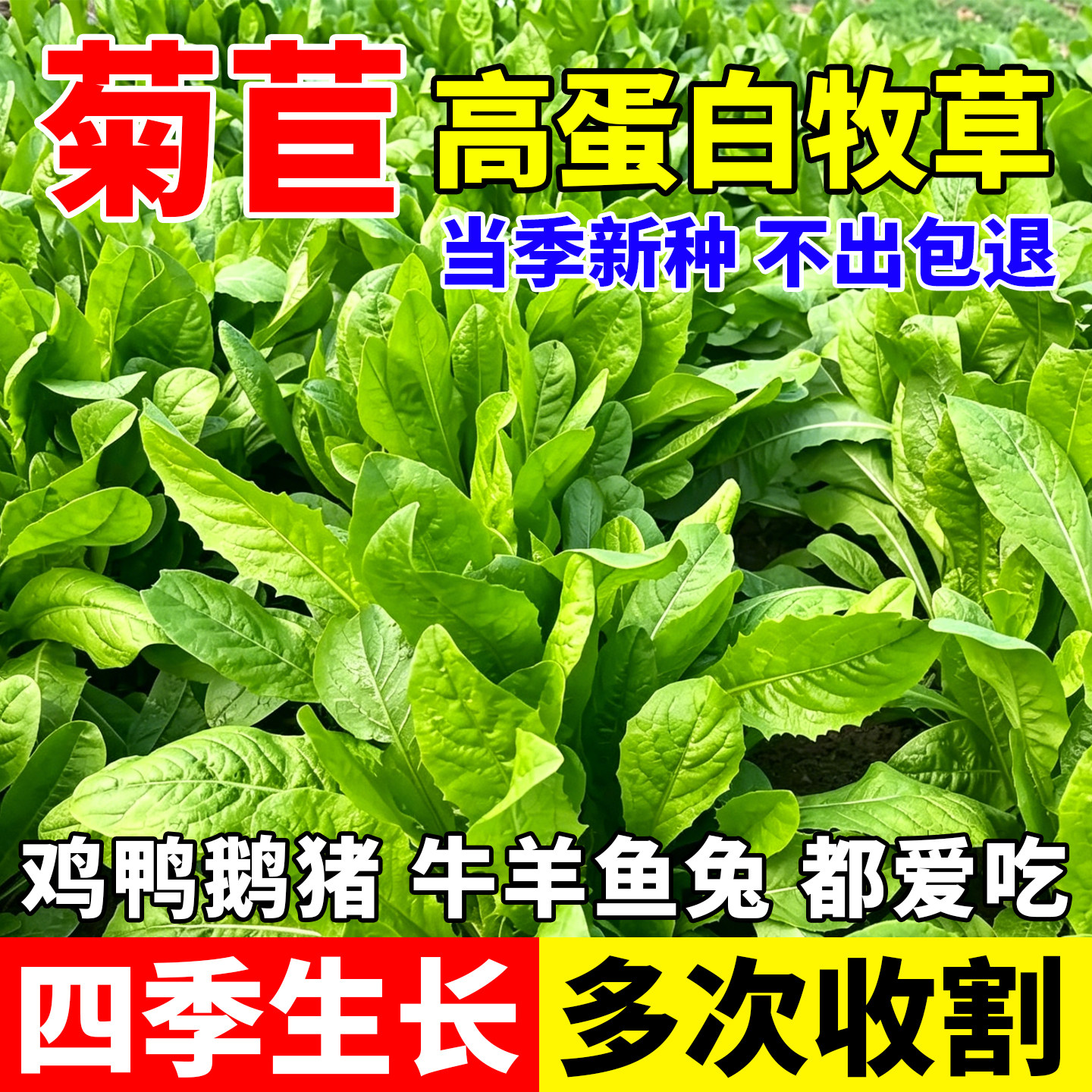 大叶菊苣草种籽四季养鸡鸭鹅兔牛羊猪爱吃的养殖四季牧草种子菜籽