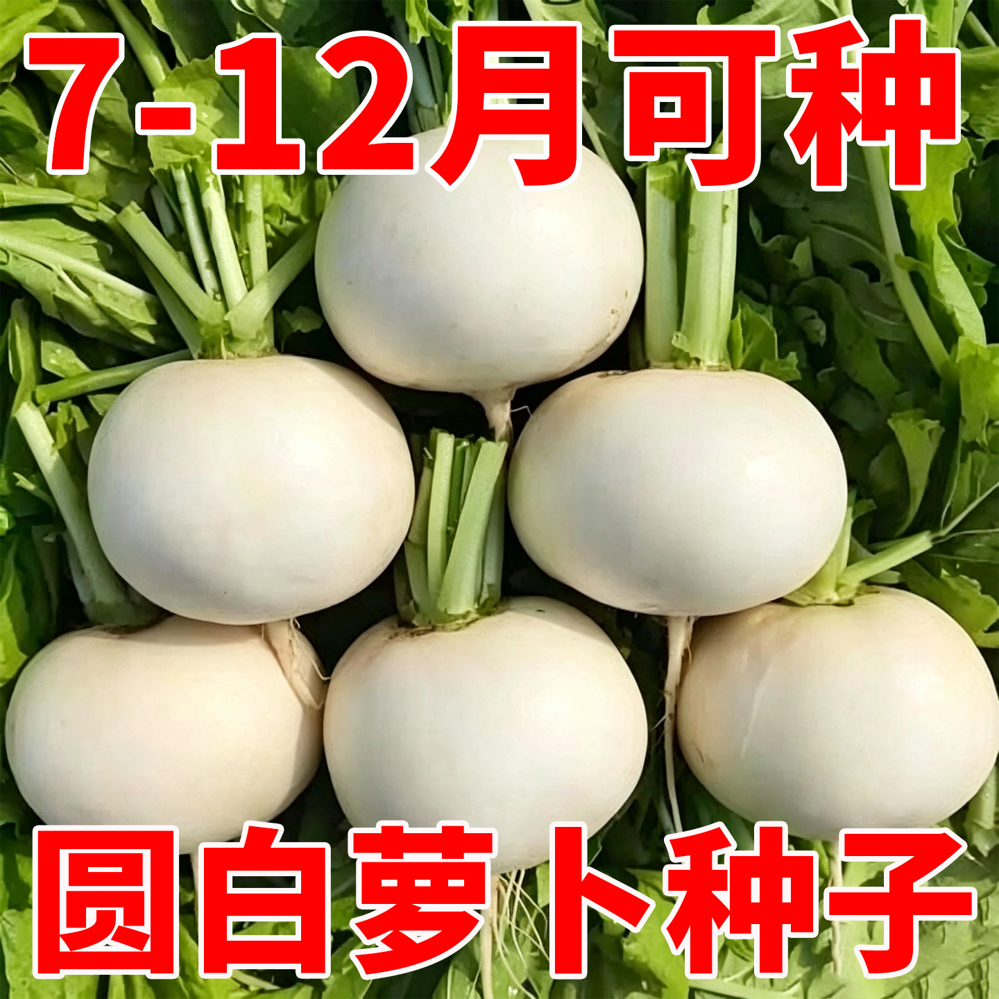 正宗春不老萝卜种子大圆白萝卜种籽秋季可种庭院阳台萝卜蔬菜种籽