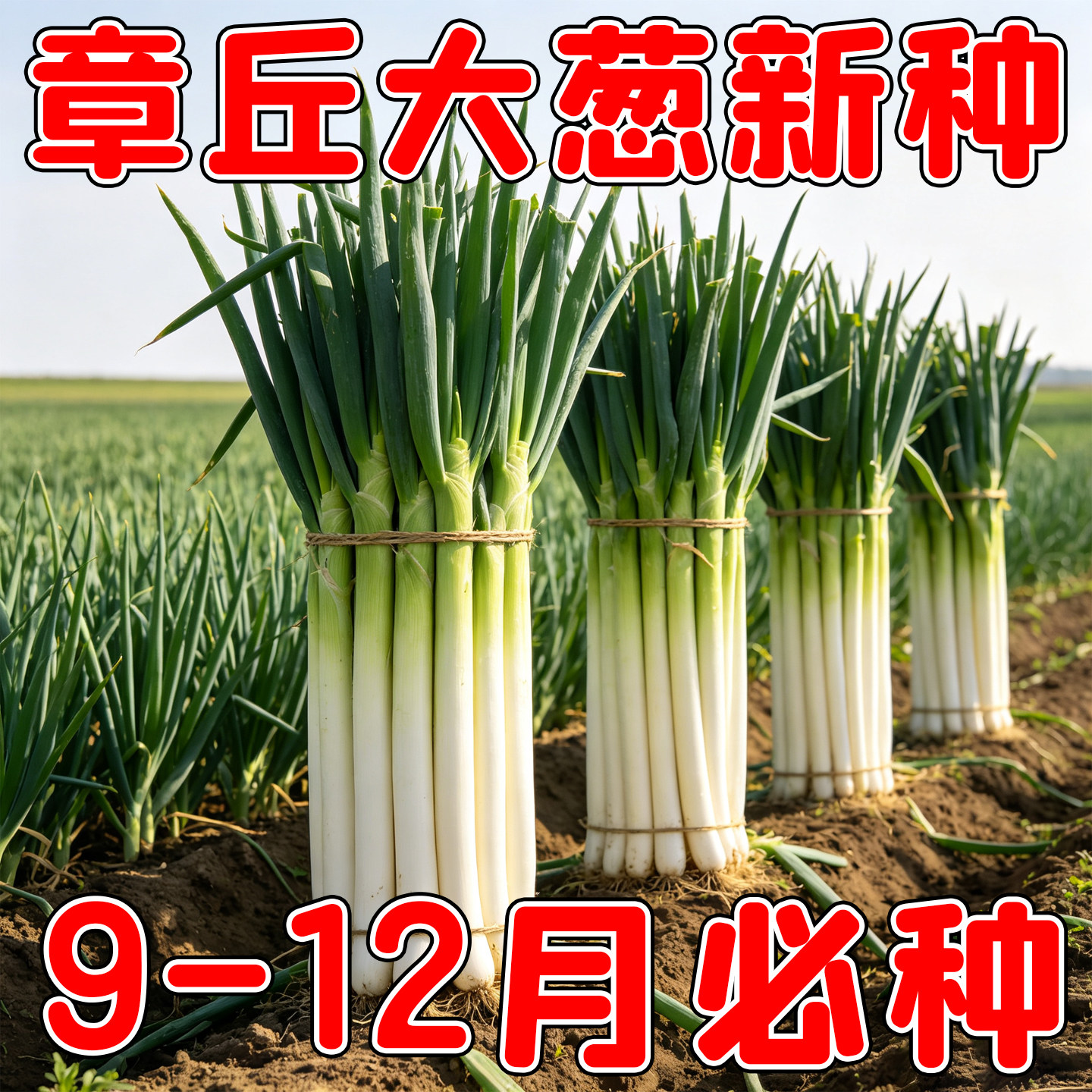 山东章丘大葱种子正宗铁杆葱四季播种耐寒阳台庭院蔬菜种籽大全