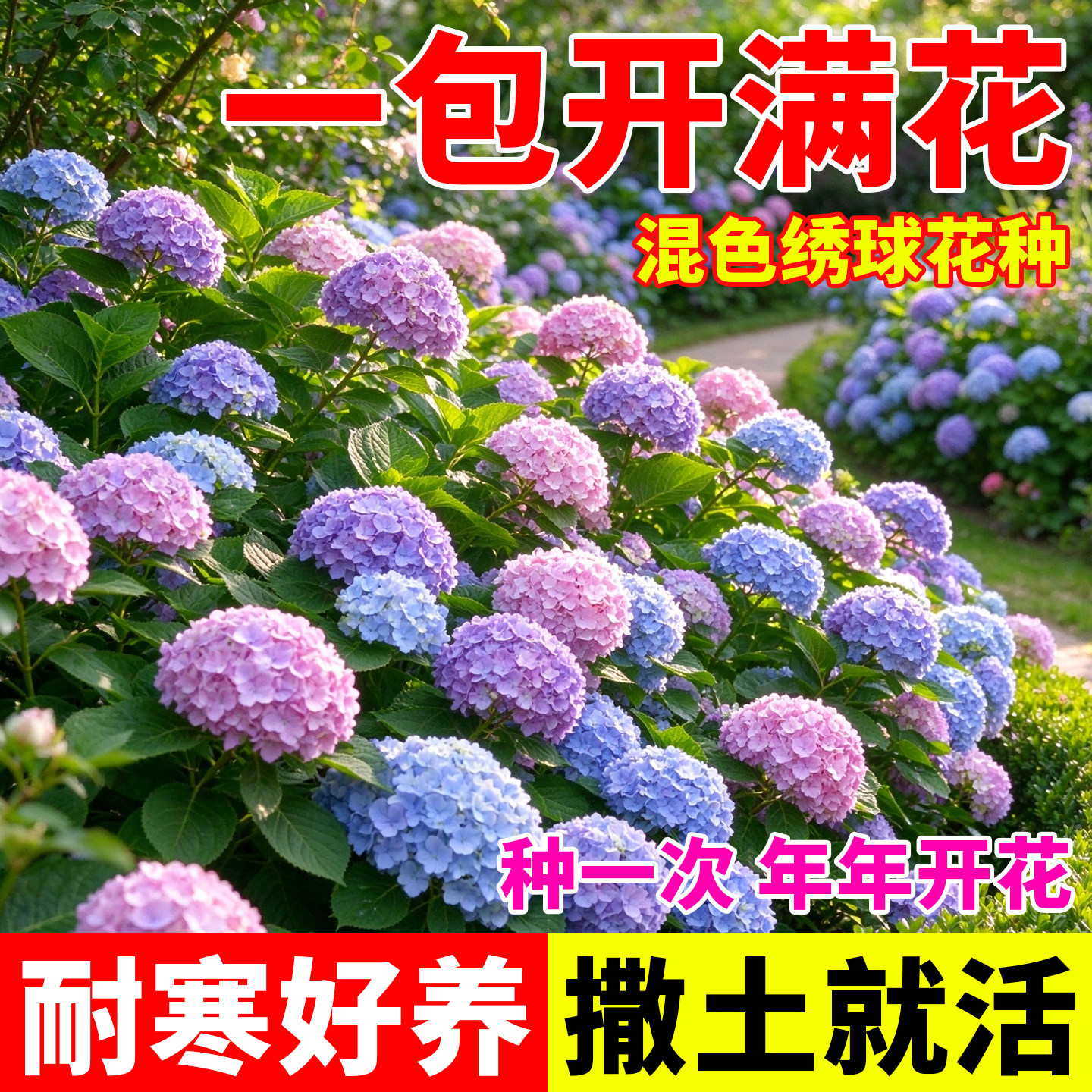绣球花种子重瓣混色花种子四季播种开花多年生花籽阳台庭院盆栽花
