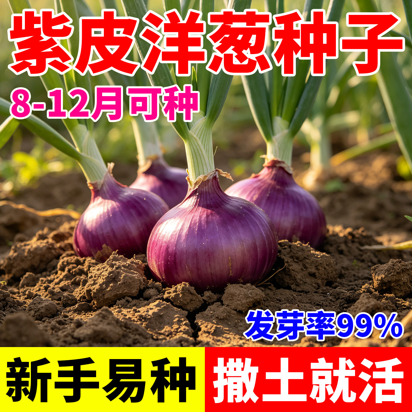 红皮洋葱种子老品种高产紫皮圆葱种籽水果洋葱特大高产秋季种子籽