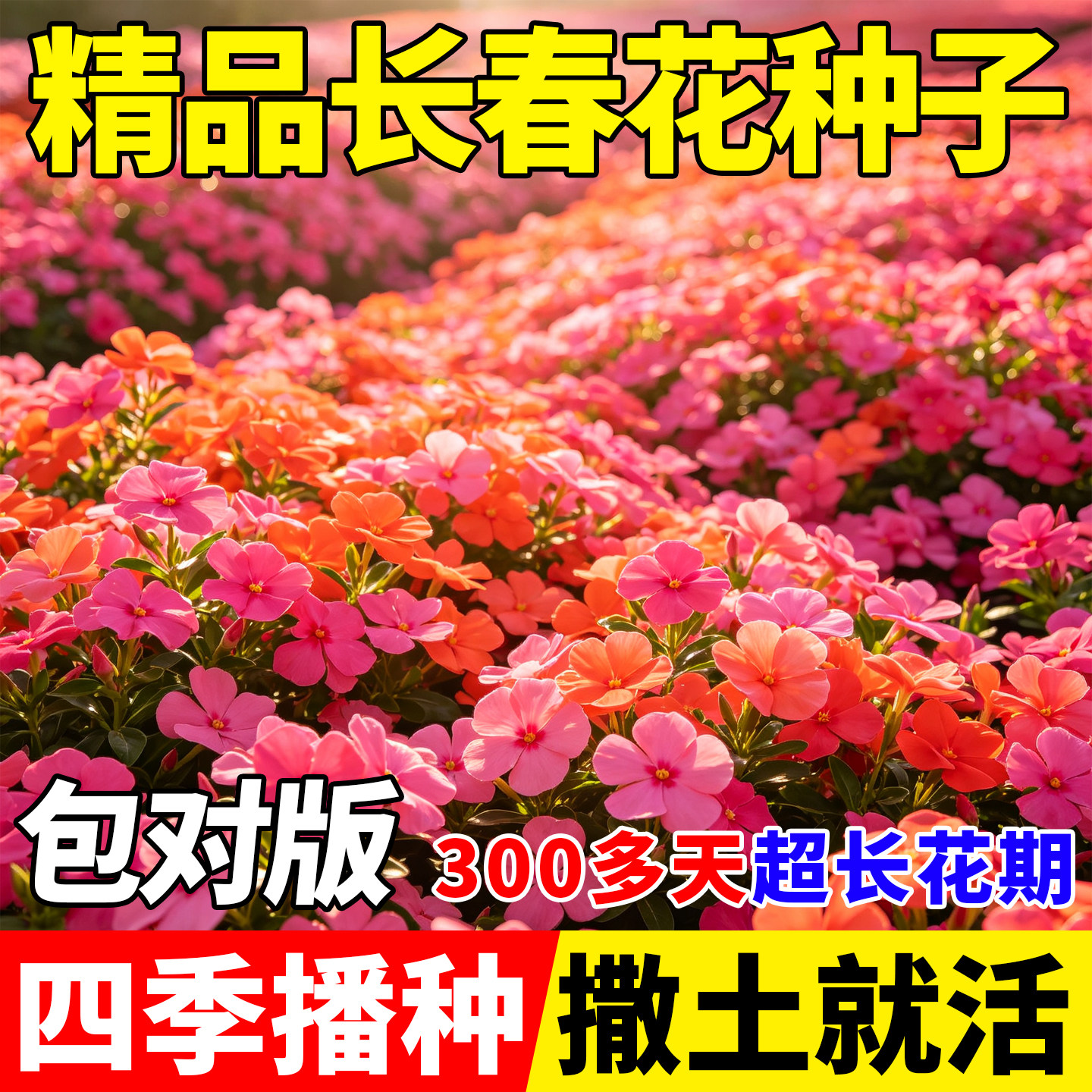 长春花种子日日春四时春四季开花 耐热耐旱阳台庭院盆栽易活花卉