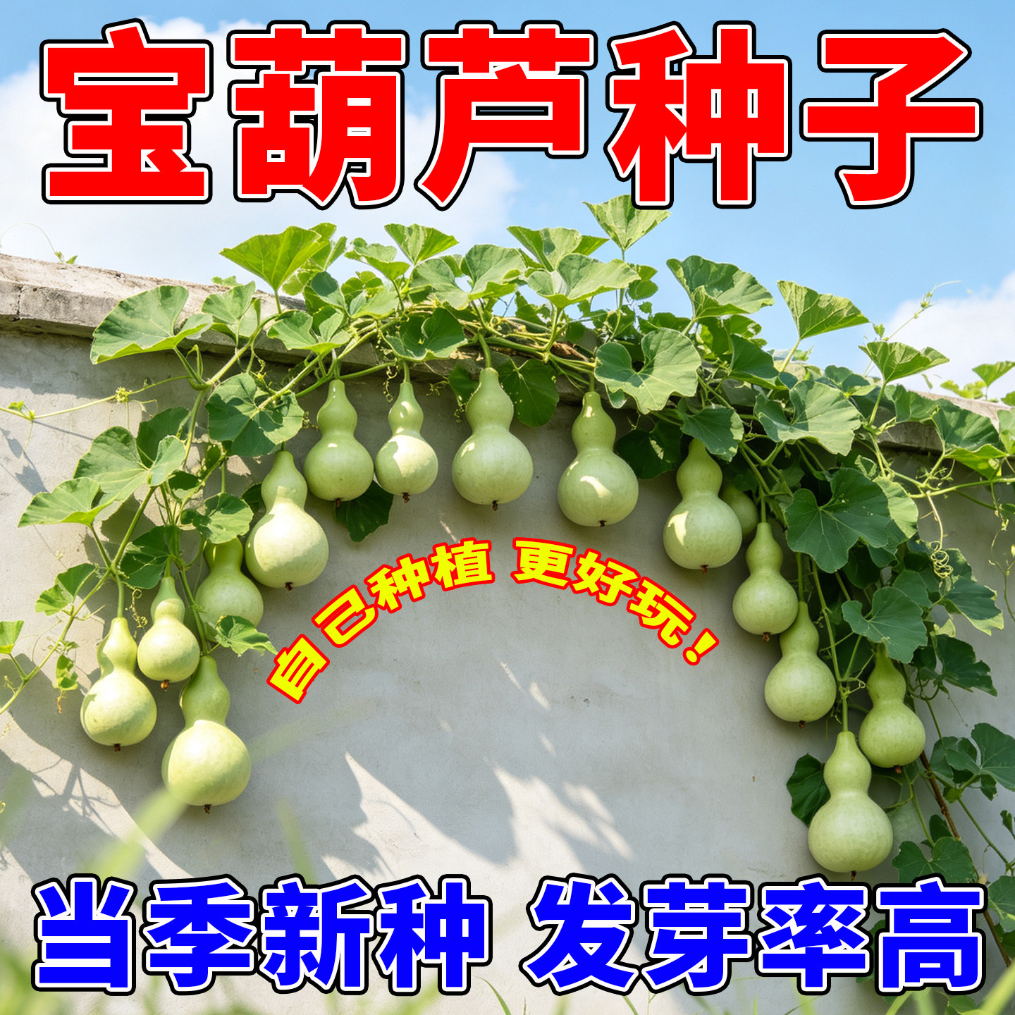 葫芦种子2026当季新鲜食用宝葫芦种籽秋播阳台盆栽庭院菜园可观赏