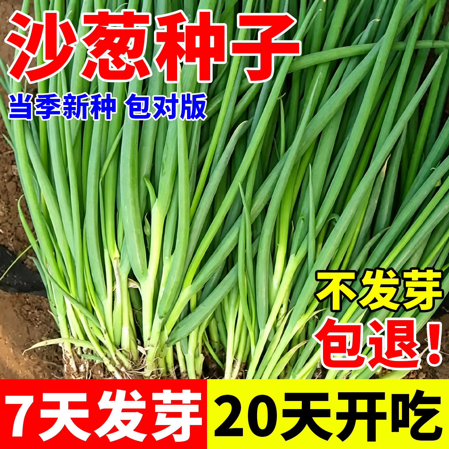 野生沙葱种子胡葱种孑耐寒耐旱四季韭葱阳台耐寒四季播蔬菜种子籽