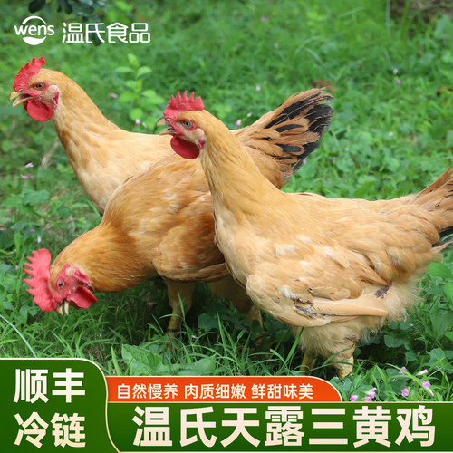 温氏三黄鸡散养中华土鸡整只生鲜鸡供港品质谷饲喂养真空发顺丰