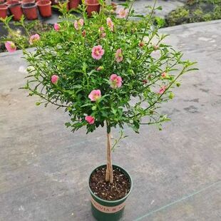 小木槿棒棒糖盆栽四季开花植物室内阳台庭院观花植物好养易活花卉