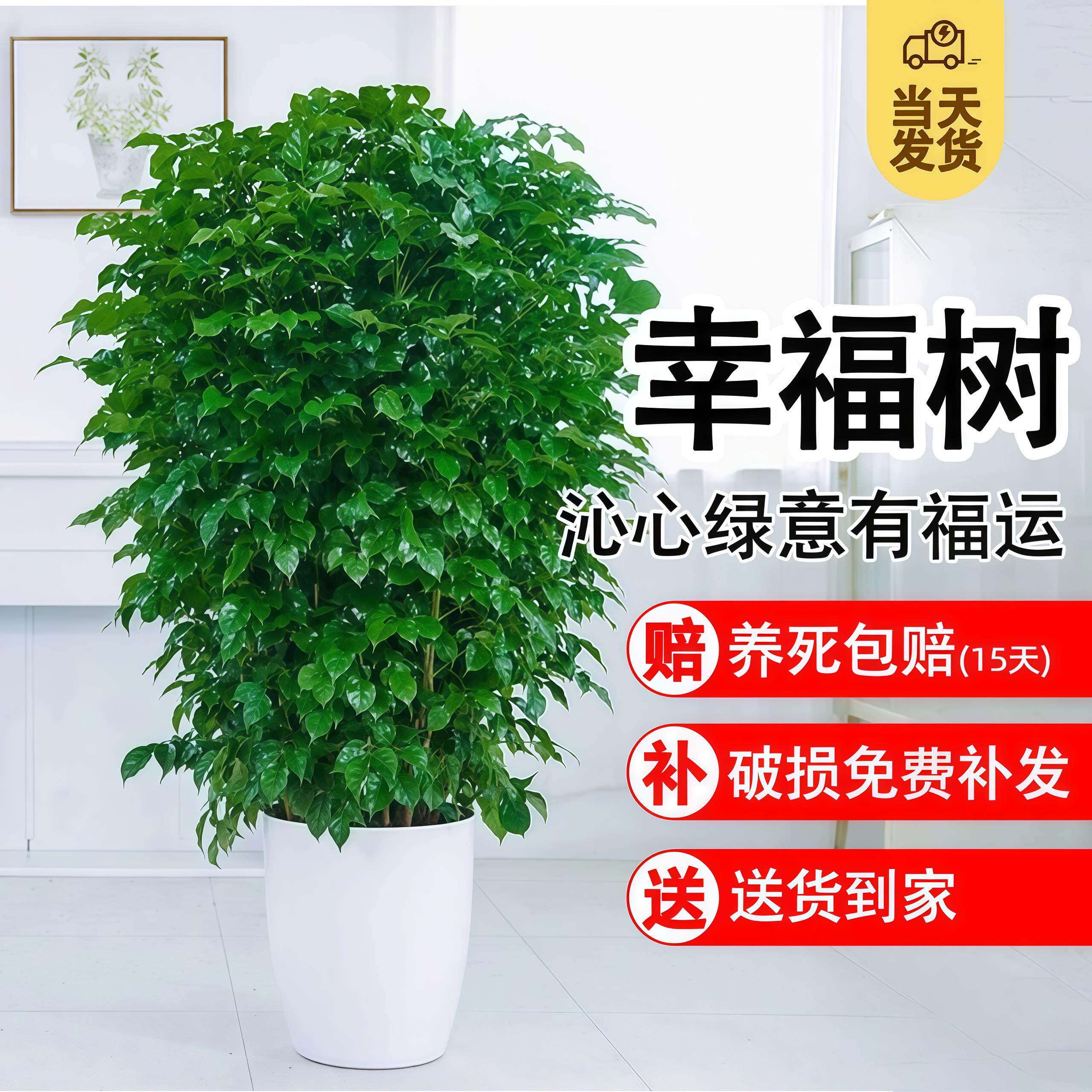 幸福树客厅大盆栽室内好养花卉盆景绿植办公室吸甲醛四季常青植物