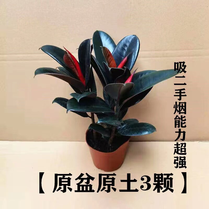 黑金刚橡皮树室内净化空气四季绿桌面绿植