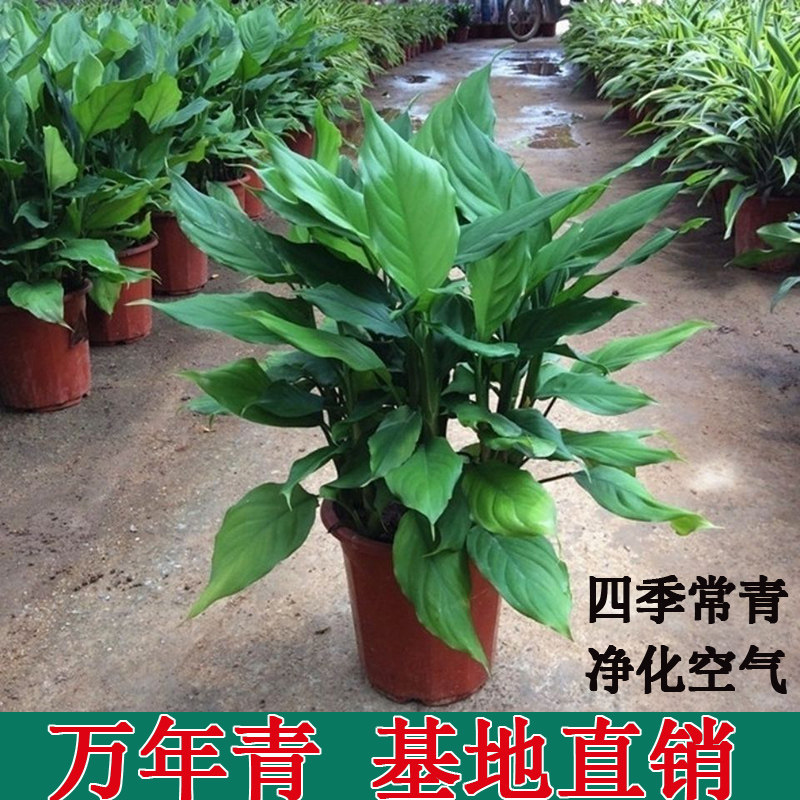 万年青盆栽四季常青办公室内客厅植物新家吸甲醛净化空气好养绿植