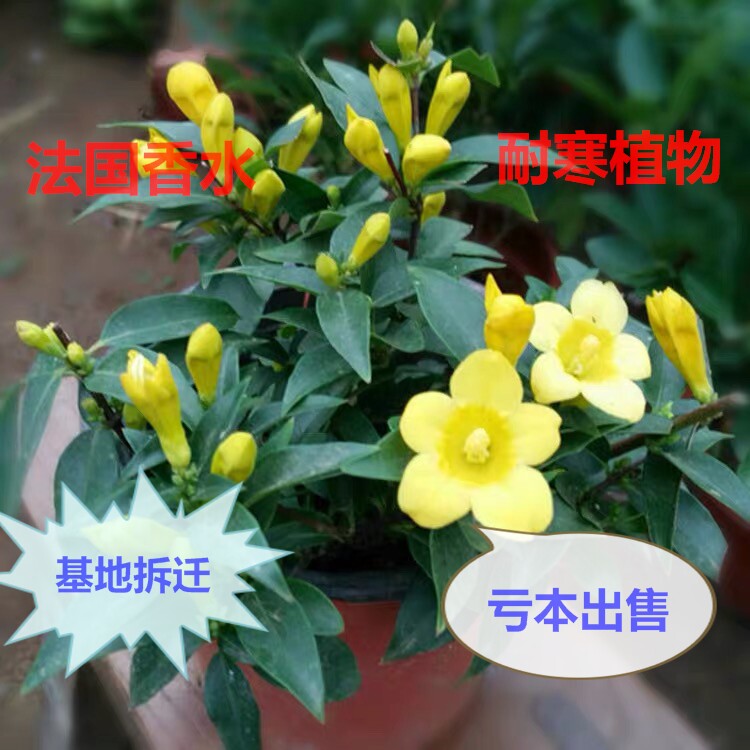 法国香水爬藤植物阳台庭院冬带花