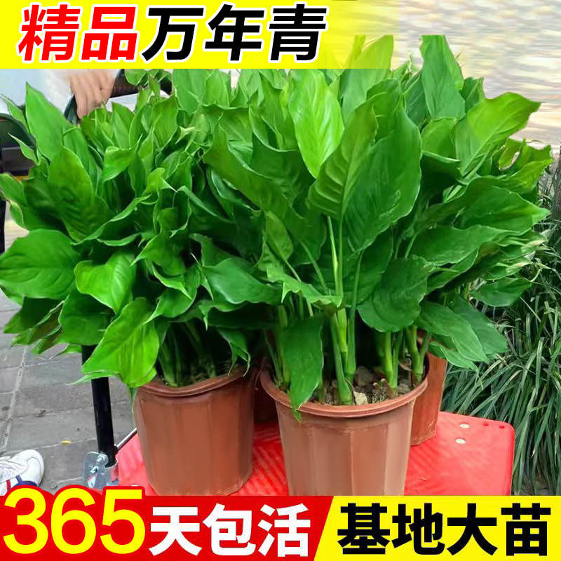 万年青绿植室内盆栽办公室四季常青植物客厅吸甲醛耐阴绿萝箩盆景