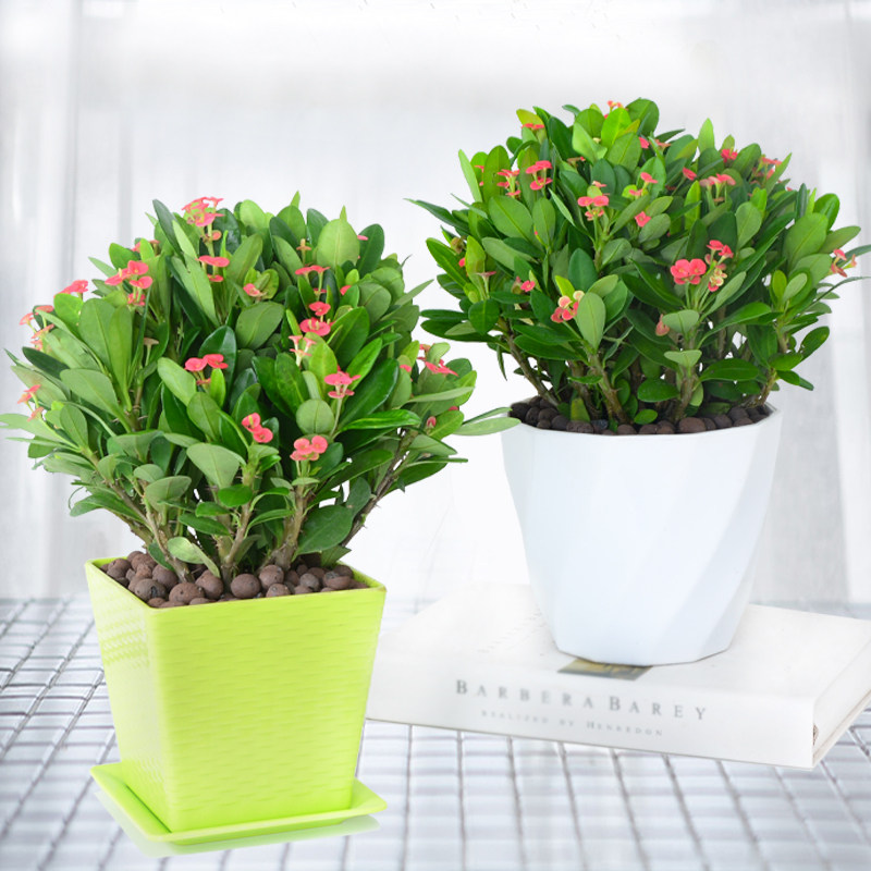 海棠花盆栽室内美观客厅办公室盆景四季开花不断植物铁海棠虎刺梅