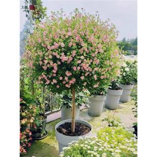 小木槿棒棒糖盆栽四季开花植物室内阳台庭院观花植物好养易活花卉