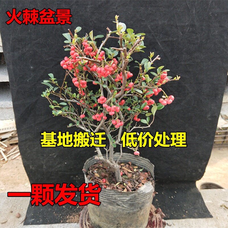 火棘盆景树苗盆栽老桩带果子满堂红果小果苗阳台基地直发客厅大型