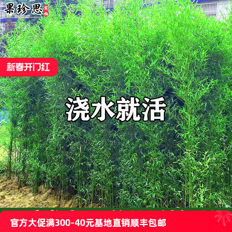 耐寒观赏竹子苗庭院四季青名贵竹子盆栽室内紫竹苗景观绿罗汉金竹