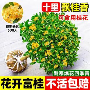 嫁接矮桩桂花树苗四季桂盆栽丹桂花卉植物八月桂花苗金桂开花浓香