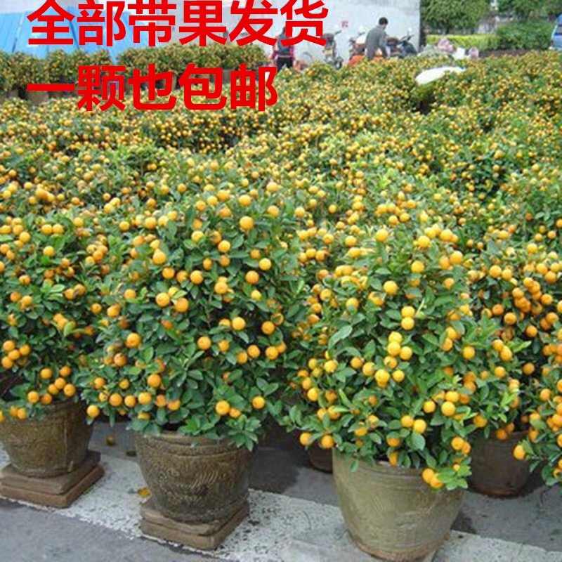 金桔盆栽阳台客厅可食用带果发货